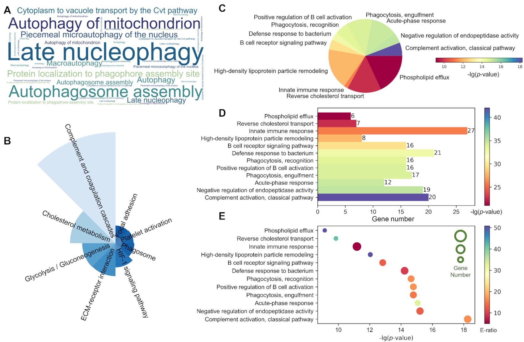 The concise illustrations of enrichment results by HemI 2.0. (A) GO enrichment analysis was performed for ATG genes. A considerable number of over-represented autophagy-related processes were intuitively illustrated by a word cloud. (B–E) Four additional idioms, including coxcomb chart (B), pie chart (C), bar graph (D) and bubble chart (E), were implemented for visualizing the enrichment results of 195 DEPs of COVID-19.