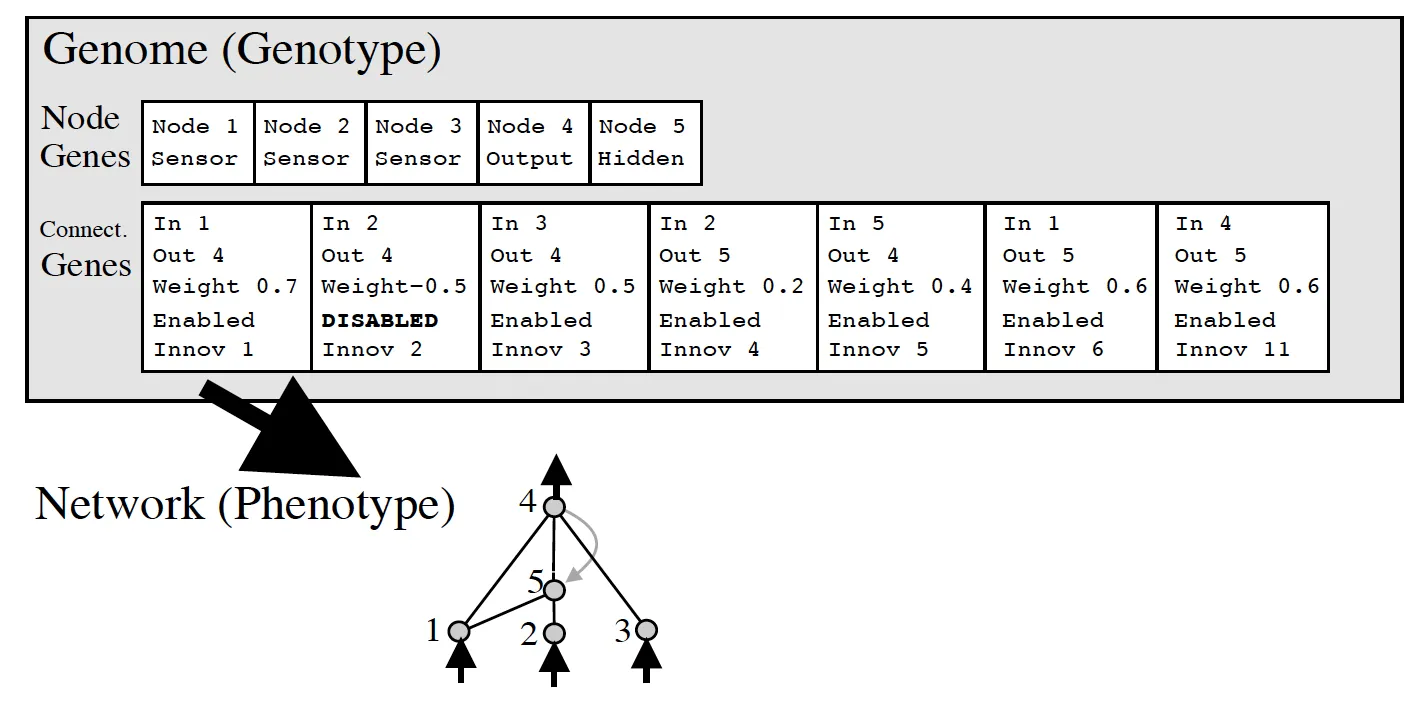 NeuroEvolution of Augmenting Topologies Genomes