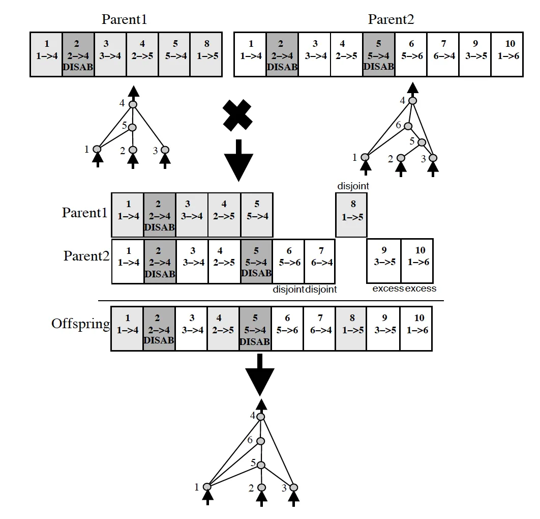 NEAT Crossover Visualization