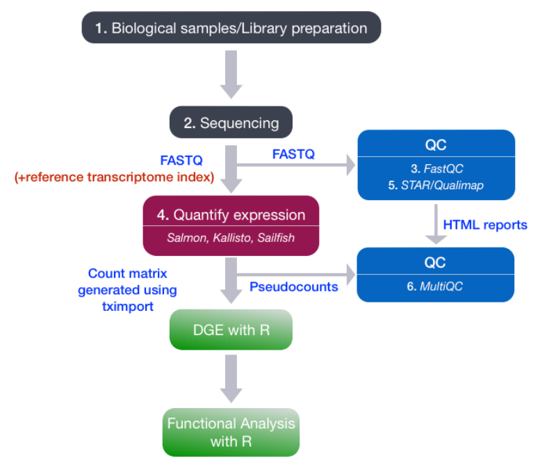 RNA-seq workflow