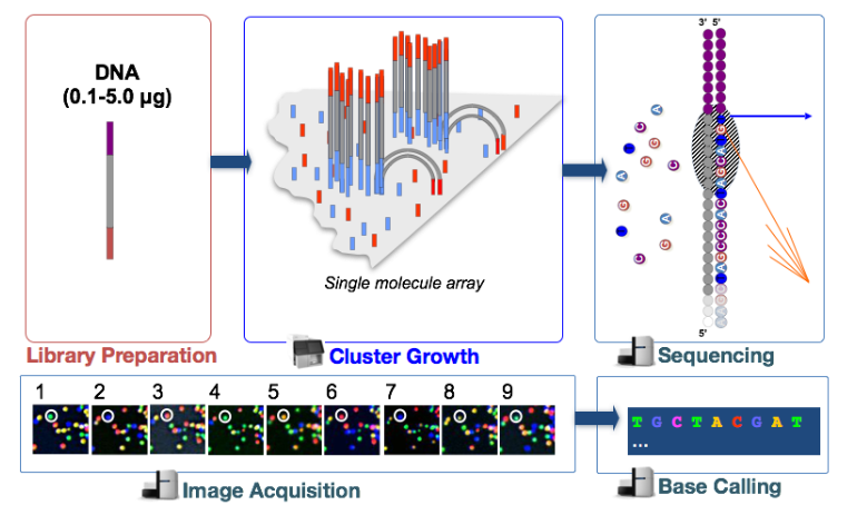 Sequencing-by-synthesis