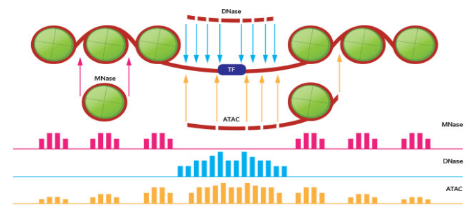 ATACseq, MNaseseq and DNaseseq