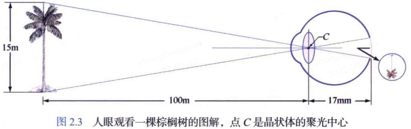 人眼观看一棵树的图解