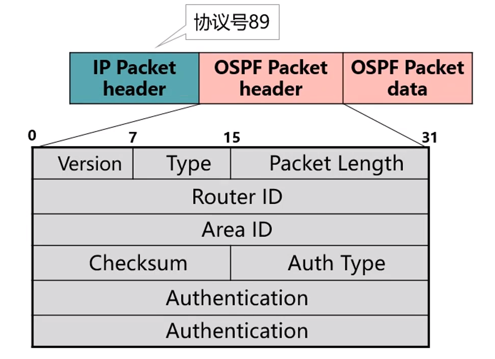 OSPF报文结构