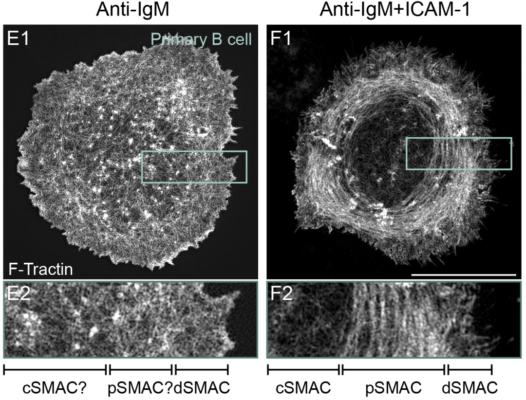 ​ 在单独使用抗IgM抗体的B细胞中，很难确定SMAC的边界和PSMAC中F-肌动蛋白组织的模式，但是，在同时使用抗IgM抗体和ICAM-1的B细胞中（Cat: 50440-M03H, 义翘神州），SMAC边界和pSMAC F-肌动蛋白组织均清晰可辨。[15]  ​