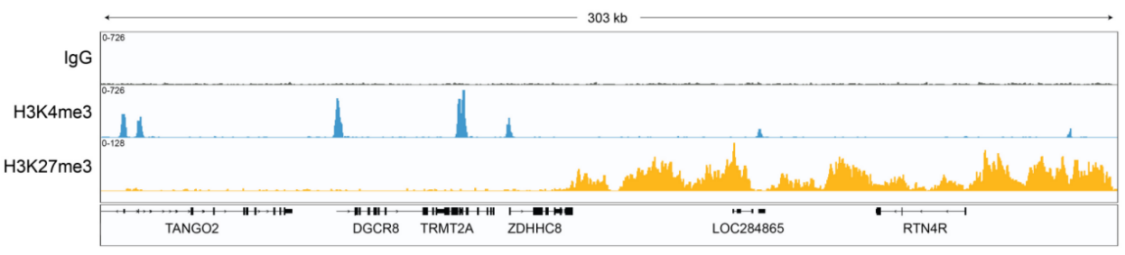 Epicypher热销产品——CUTANA™ pAG-MNase for ChIC/CUT&RUN Workflows