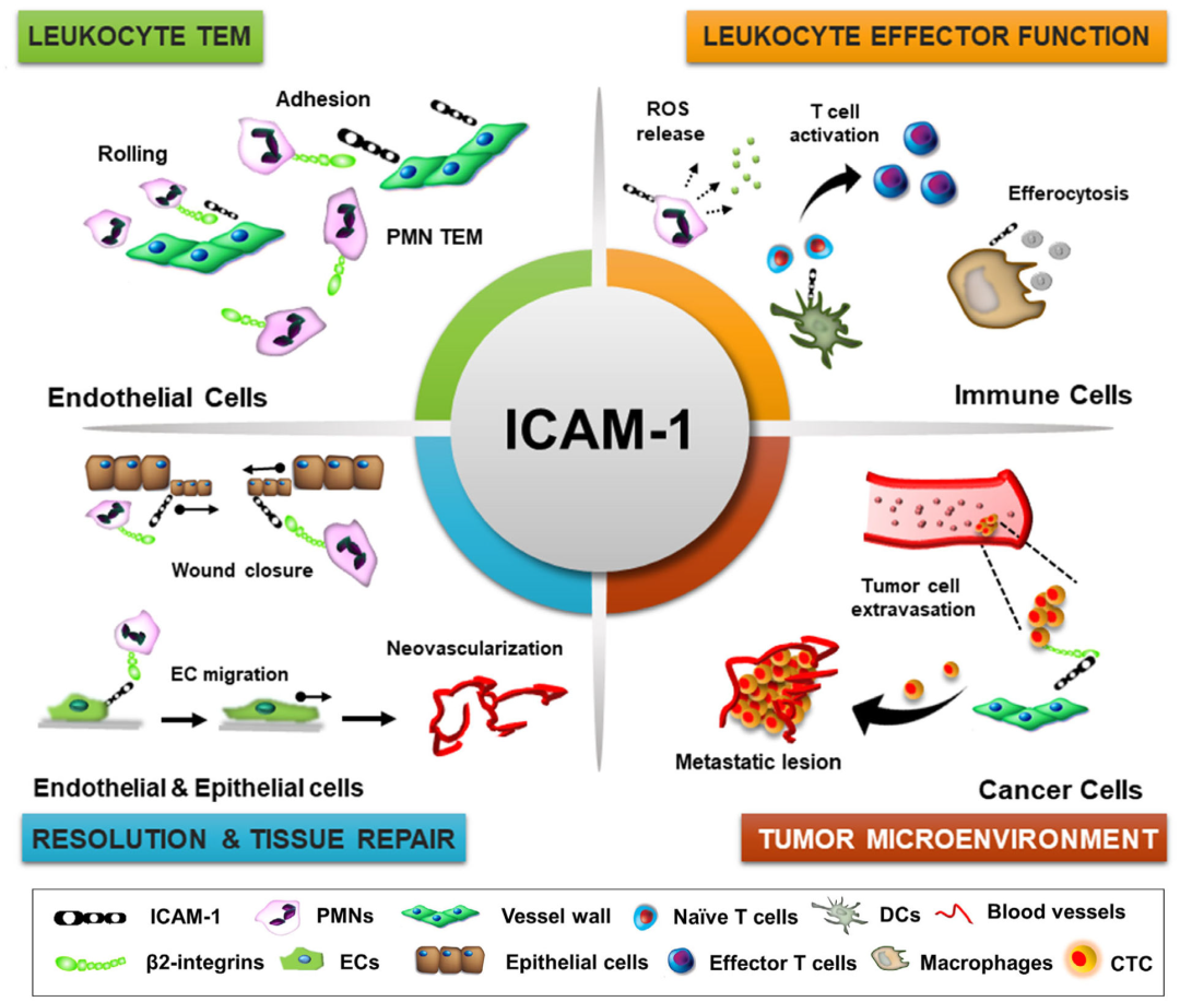 ICAM-1调节的关键生理过程的示意图[2]