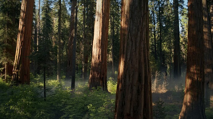 Sequoia-Sunrise